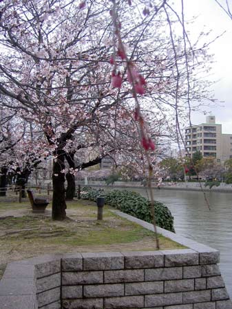 広島の桜2